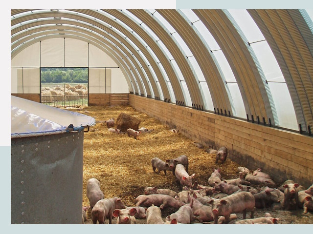 Строительство свинарников в Нягани